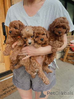 Фото №1. пудель (той) - купить в Торонто за договорная. Объявление №160553