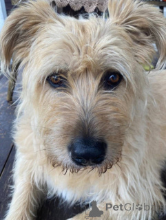 Фото №4. Продажа беспородную в Химках частное объявление - цена Бесплатно