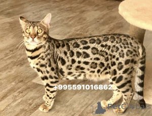 Фото №4. Продам  в Батуми из питомника, заводчик - цена 147848₽