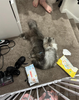 Фото №2 к объявлению №154213 о продаже манчкин - купить в Германии 