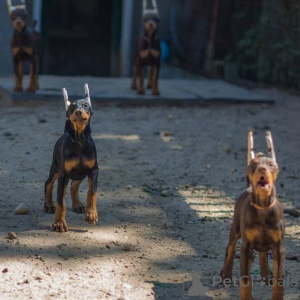 Фото №1. доберман - купить в Лейпциг за 83490₽. Объявление №146463