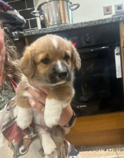 Фото №4. Продажа вельш-корги в Берлине заводчик - цена договорная