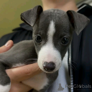 Фото №2 к объявлению №139072 о продаже грейхаунда - купить в Германии заводчик