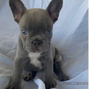 Фото №2 к объявлению №163568 о продаже  - купить в Украине 