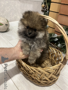 Фото №3. Щенята шпица.  Россия