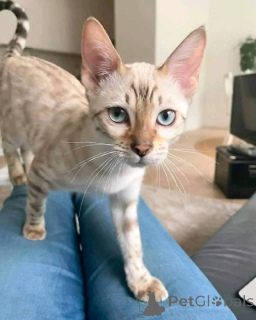 Фото №2 к объявлению №147420 о продаже  - купить в США заводчик