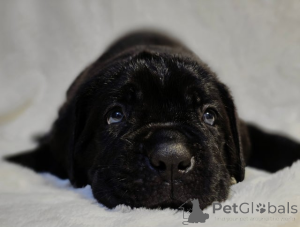 Фото №2 к объявлению №161323 о продаже акита-ину - купить в Австрии 