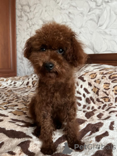 Фото №1. беспородная - купить в Киеве за 92767₽. Объявление №155618