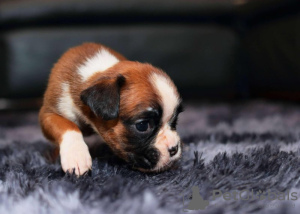 Фото №4. Продажа немецкого боксёра в Much частное объявление - цена 78852₽