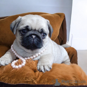 Фото №3. Волшебная девочка мопсик!.  Украина