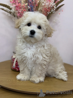 Фото №1. мальтипу - купить в Кальво за договорная. Объявление №158006