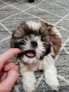 Фото №3. Идеальные щенки Ши-Тцу.  Эстония