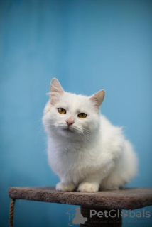 Фото №2 к объявлению №159452 о продаже  - купить в России частное объявление