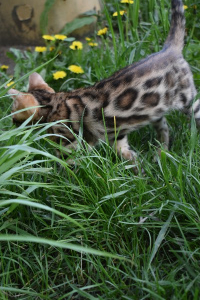Фото №3. Бенгальский котёнок бронь. Россия