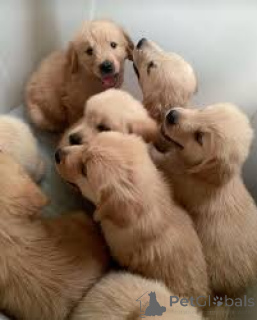 Фото №1. золотистый ретривер - купить в Ghent за 92767₽. Объявление №167083