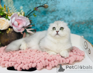 Фото №2 к объявлению №149534 о продаже шотландская (скоттиш страйт) - купить в Украине из питомника