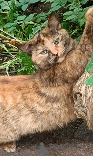 Фото №2 к объявлению №174349 о продаже  - купить в России частное объявление