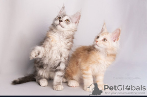 Фото №3. Питомник Мейн Кунов предлагает котят разных возрастов. Казахстан