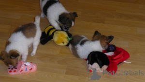 Фото №1. чихуахуа - купить в Дейтон за договорная. Объявление №162920