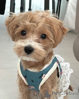 Фото №1. мальтипу - купить в Бостон за 44934₽. Объявление №157680