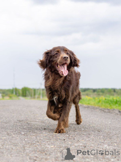 Фото №2 к объявлению №161957 о продаже беспородную - купить в России частное объявление