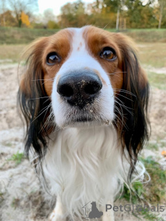 Фото №2 к объявлению №159197 о продаже коикерхондье - купить в Бельгии частное объявление