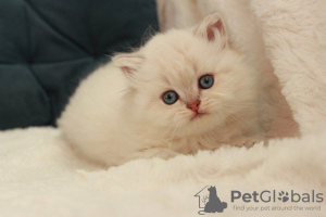 Фото №3. Продается котёнок. Украина