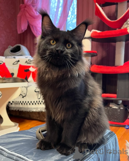 Фото №1. мейн-кун - купить в Тесто за договорная. Объявление №155323