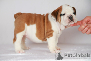 Фото №1. бигль - купить в Центральные Афины за договорная. Объявление №158311