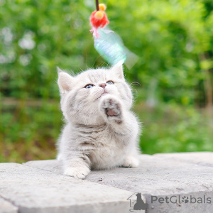 Фото №4. Продам манчкина в Нью-Йорке заводчик - цена 34498₽