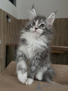 Фото №4. Продам мейн-куна в Мюнхене частное объявление, заводчик - цена Бесплатно