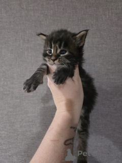 Фото №2 к объявлению №152379 о продаже мейн-кун - купить в Австрии заводчик