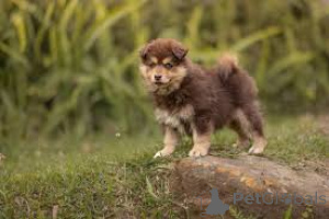 Фото №3. Финские Лапфунд-Вельпен цу веркауфен.  Франция