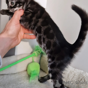 Фото №2 к объявлению №160242 о продаже бенгальская - купить в Германии частное объявление