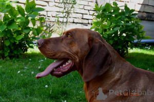 Фото №3. Венгерские короткие венгерские щенки.  Сербия