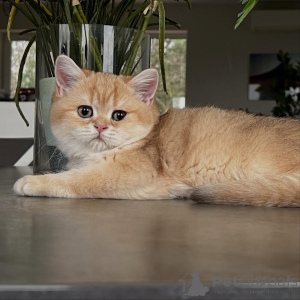 Фото №3. От мерцающей шерсти до нежной природы у котят шиншиллы есть все. Германия