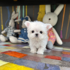 Фото №2 к объявлению №162951 о продаже  - купить в Бельгии 