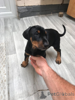 Фото №2 к объявлению №139212 о продаже дирхаунда - купить в США заводчик