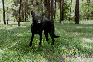 Фото №2 к объявлению №150633 о продаже беспородную - купить в Беларуси частное объявление