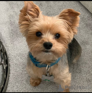 Фото №2 к объявлению №137619 о продаже йоркширского терьера - купить в Германии заводчик