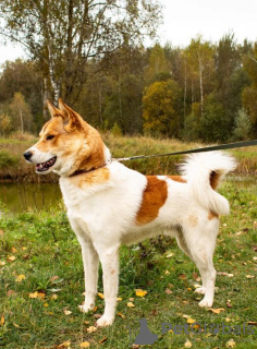 Фото №3. Аян в поисках семьи..  Россия