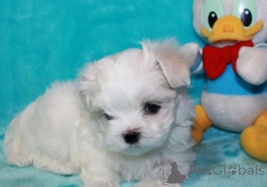 Фото №1. мальтийская болонка - купить в Феникс за договорная. Объявление №163018