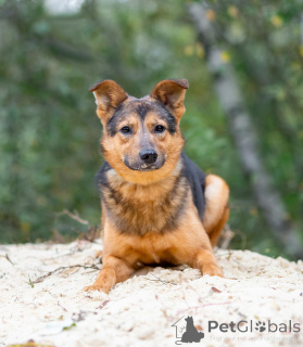 Фото №2 к объявлению №156551 о продаже беспородную - купить в России частное объявление