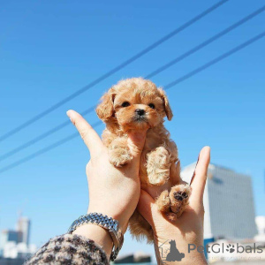 Фото №2 к объявлению №138635 о продаже пуделя (той) - купить в США заводчик