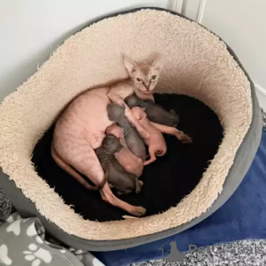 Фото №1. донской сфинкс - купить в Много за 35251₽. Объявление №167252