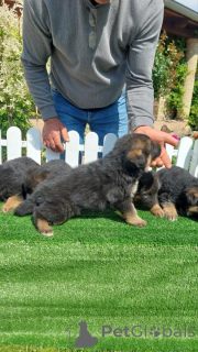 Фото №2 к объявлению №139067 о продаже оттерхаунда - купить в Сербии 