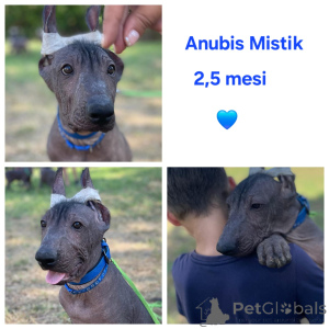 Фото №3. Голаые мексиканские щенки(.  Болгария