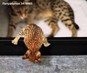 Фото №3. Предлагаются котята сервала и каракала. Украина