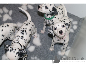 Фото №1. далматин - купить в Бремен за 69575₽. Объявление №161271