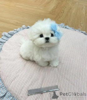 Фото №1. мальтийская болонка - купить в Шверценбах за договорная. Объявление №160055